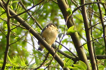 ヤマガラ : A Varied Tit