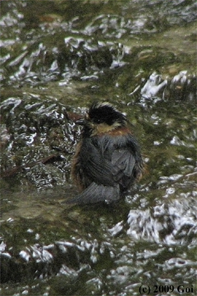 ヤマガラ : A Varied Tit