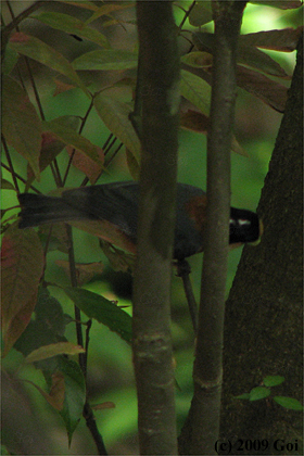 ヤマガラ : A Varied Tit