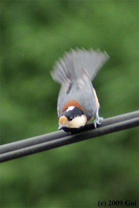 ヤマガラ : A Varied Tit