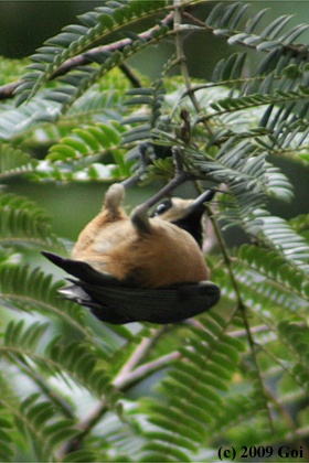 ヤマガラ : A Varied Tit