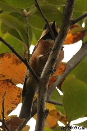 ヤマガラ : A Varied Tit