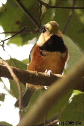 ヤマガラ : A Varied Tit