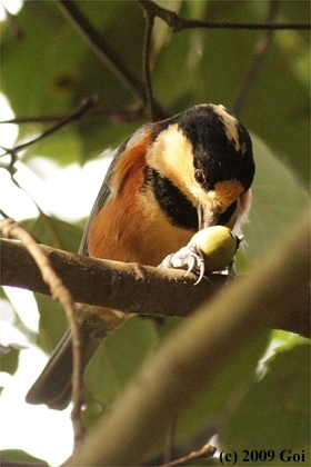 ヤマガラ : A Varied Tit