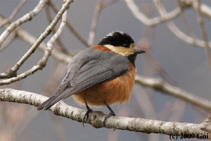 ヤマガラ : A Varied Tit