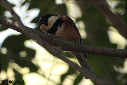 ヤマガラ : A Varied Tit