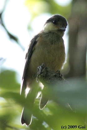 ヤマガラ : A Varied Tit