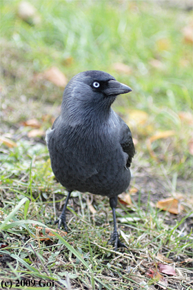 ニシコクマルガラス : A Western Jackdaw