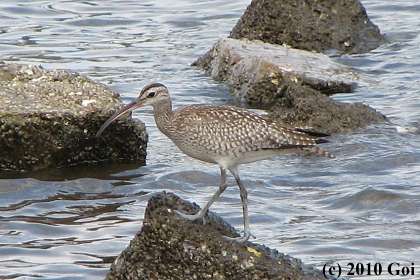 チュウシャクシギ : A Whimbrel