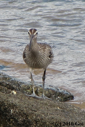 チュウシャクシギ : A Whimbrel