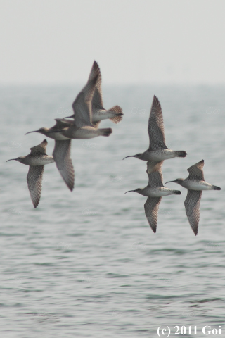 チュウシャクシギ : Whimbrels