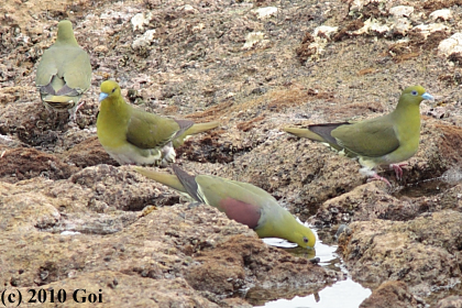 アオバト : White-bellied Green Pigeons