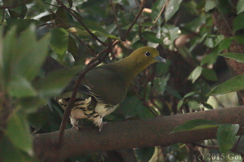 アオバト : A White-bellied Green Pigeon