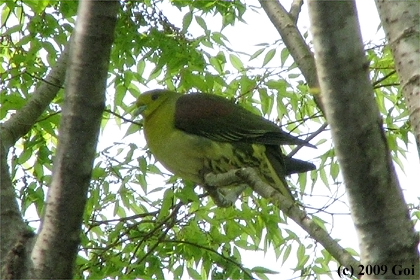 アオバト : A White-bellied Green Pigeon