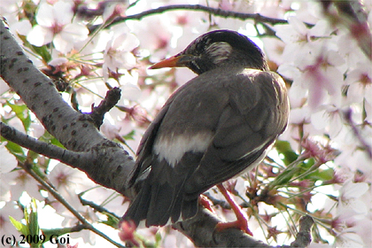 ムクドリ : A White-cheeked Starling