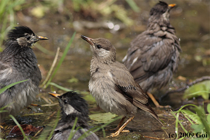 ムクドリ : White-cheeked Starlings