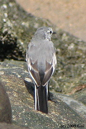 ハクセキレイ : A White Wagtail