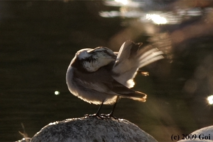 ハクセキレイ : A White Wagtail