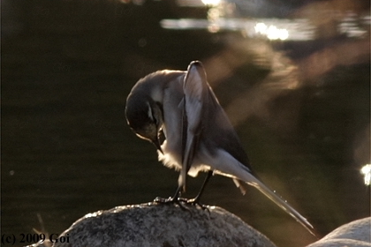 ハクセキレイ : A White Wagtail