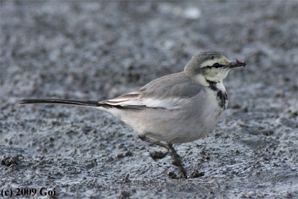 ハクセキレイ : A White Wagtail