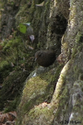 ミソサザイ : A Winter Wren