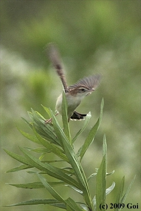 セッカ : A Zitting Cisticola