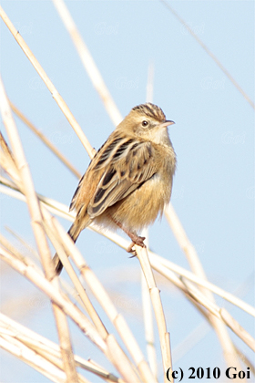 セッカ : A Zitting Cisticola