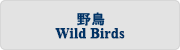 野鳥 : Wild Birds