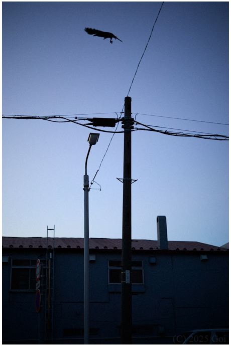 カラス : A Crow